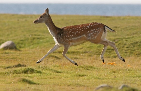 Image - Fallow deer